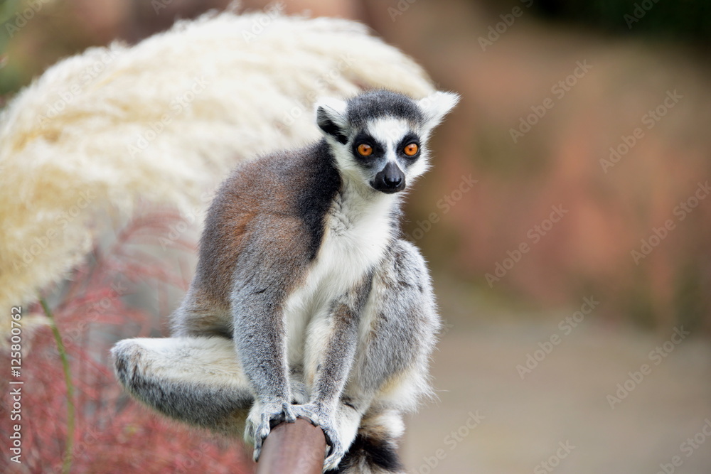 Fototapeta premium lemure, sequenza fotografica ravvicinata
