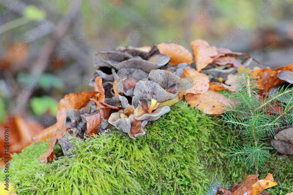 Pilze