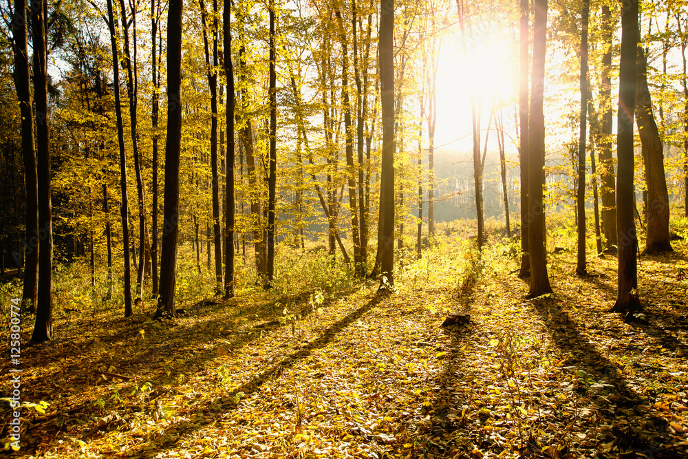 Fototapeta premium Golden autumnal forest with sunbeams