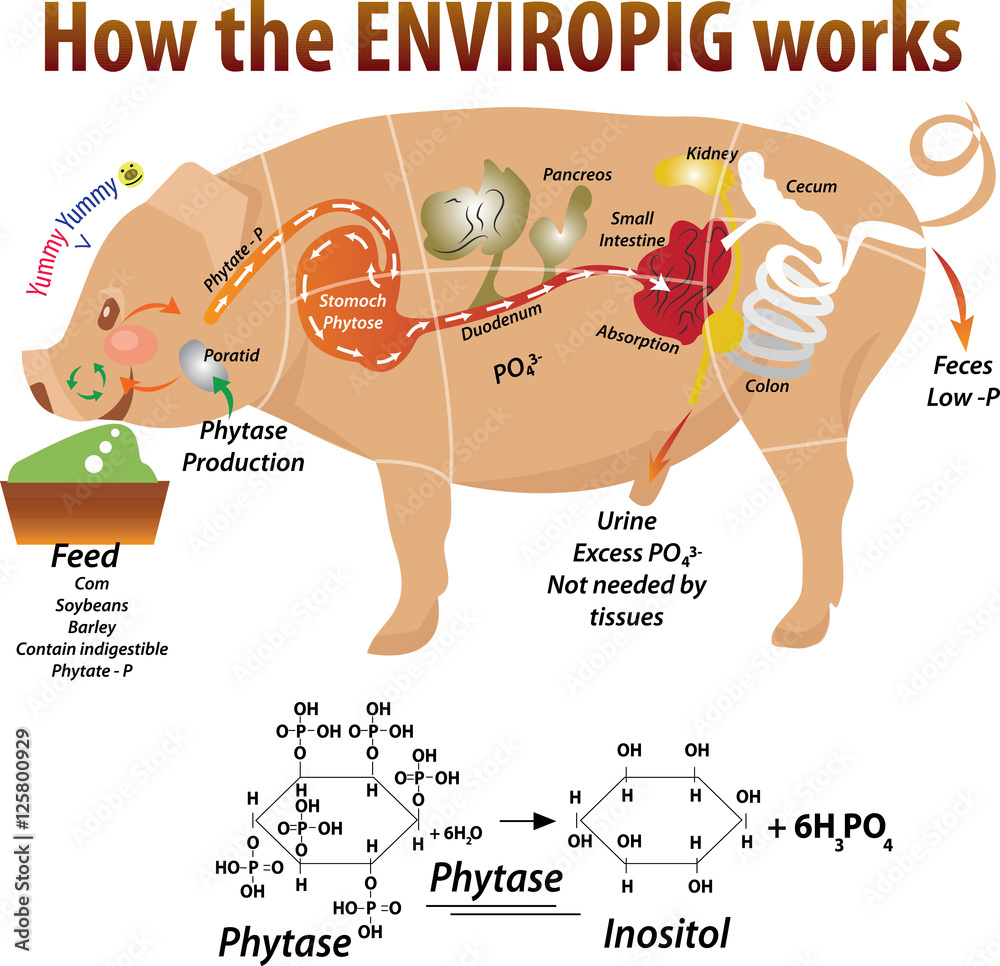 Vector illustration of pig anatomy Stock Vector | Adobe Stock