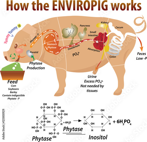 Vector illustration of  pig anatomy