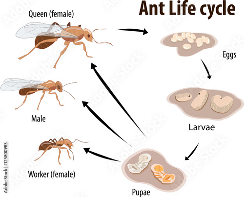 Obraz na płótnie Vector illustration of Ant life cycle