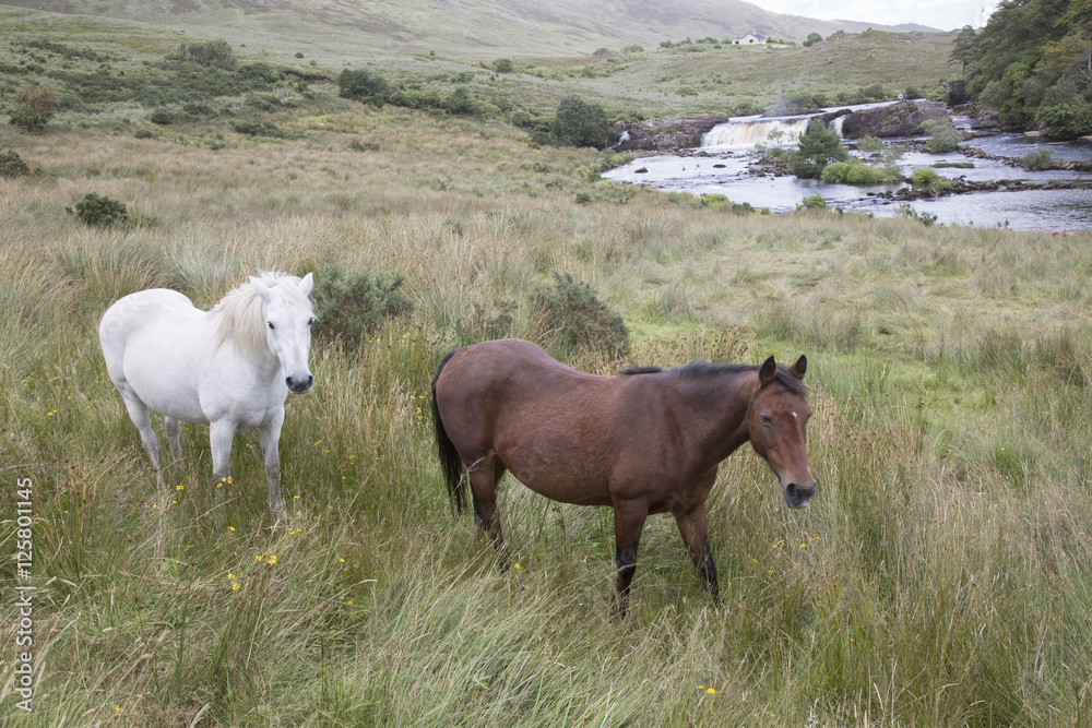 Wild Horses at Ashleigh Falls, Leenane; Connemara Wild Horses at Ashleigh Falls, Leenane; Connemara