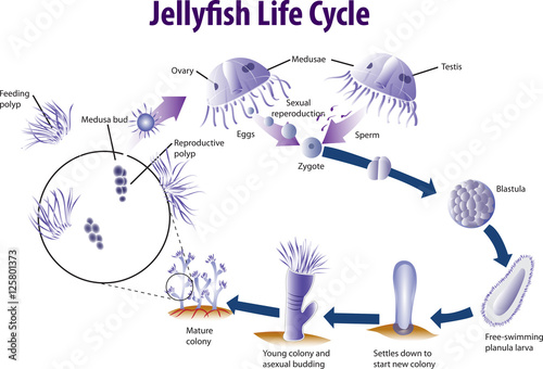 Vector illustration of Jelly fish life cycle