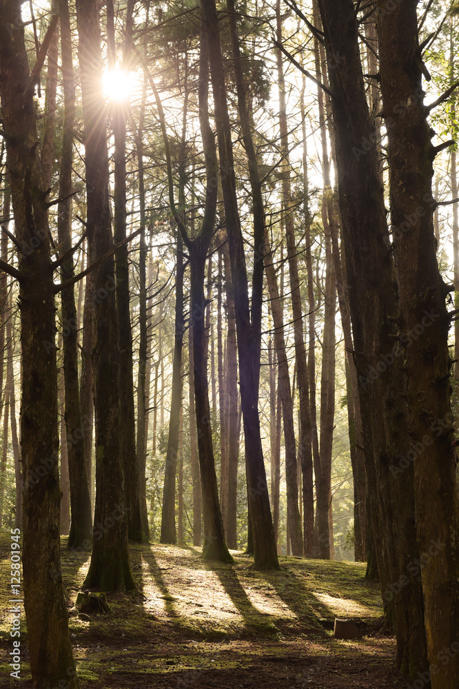 Obraz premium Green forest with ray of light in nature