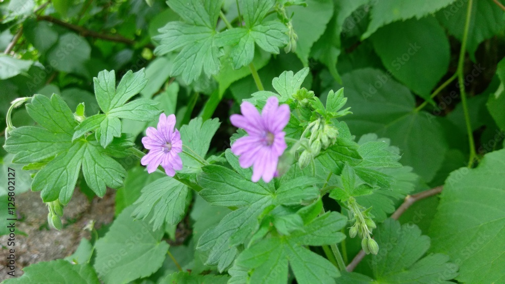 mauve flowers mauve flowers
