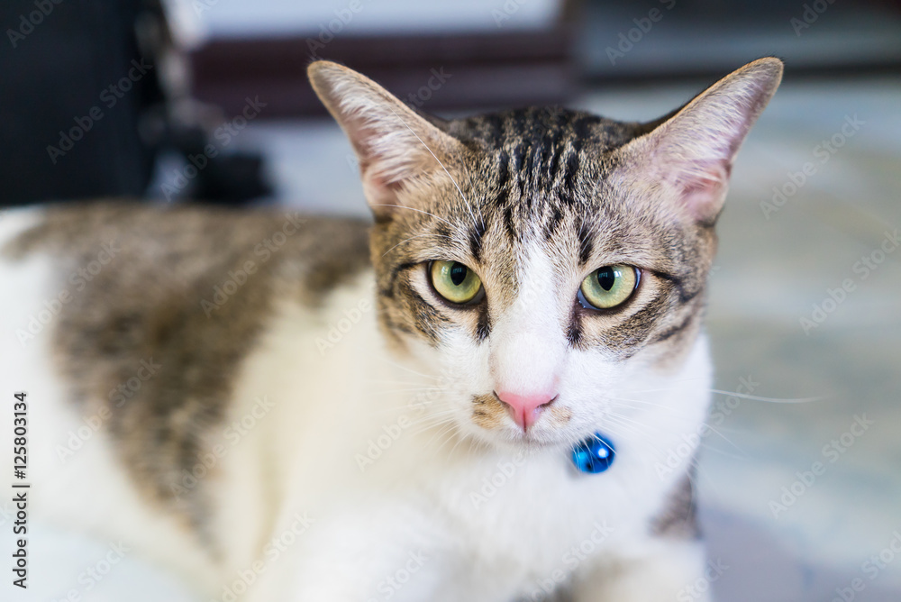 Thai cat on floor