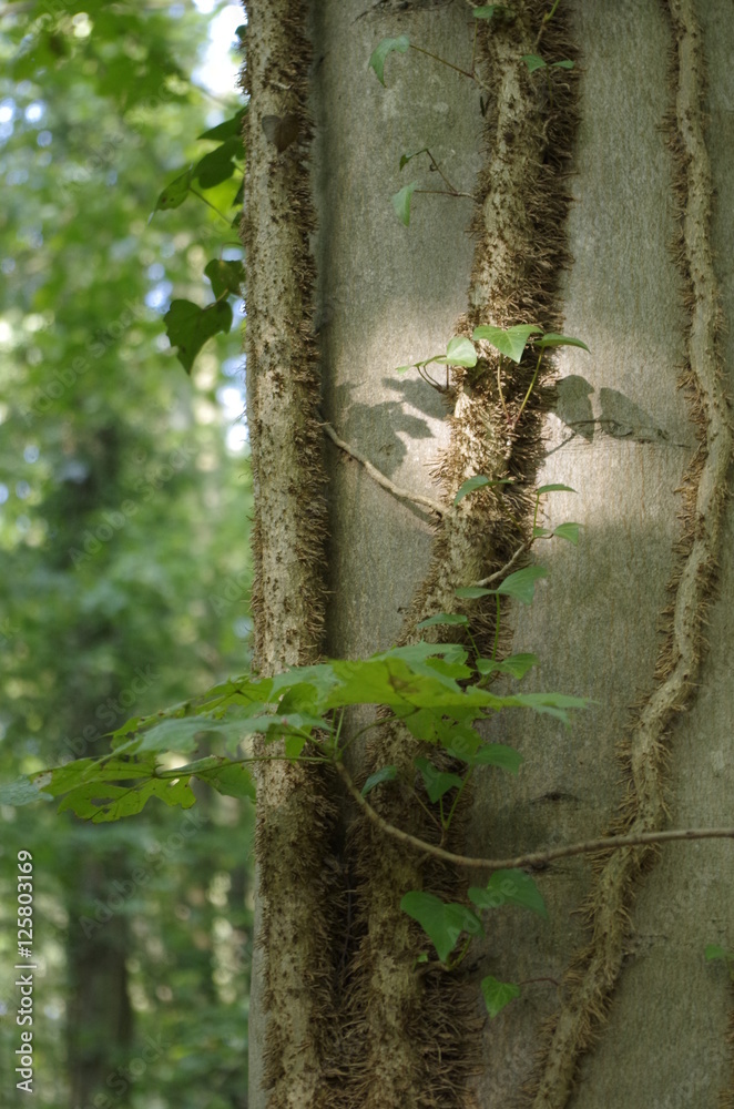 Nature abstraite Nature abstraite