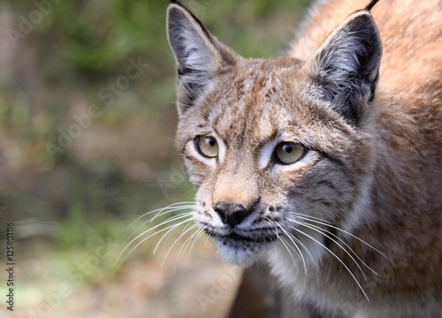 lynx