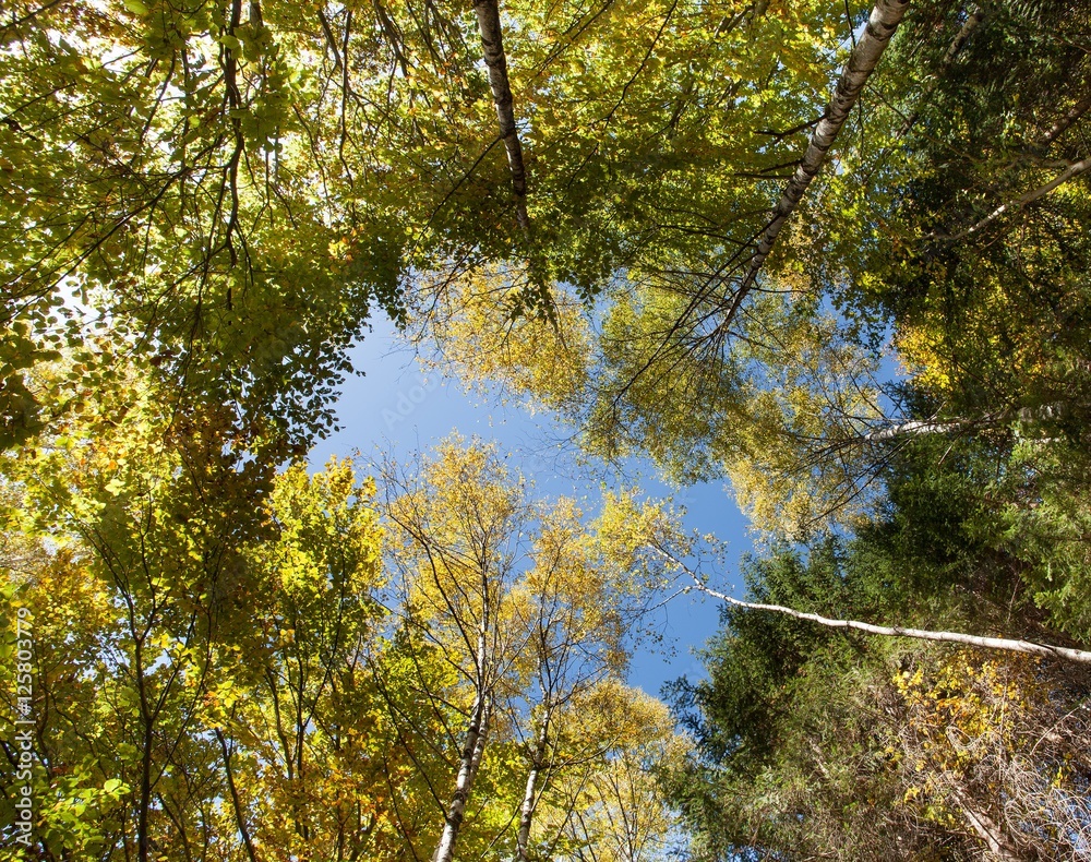 Obraz premium Alberi in autunno