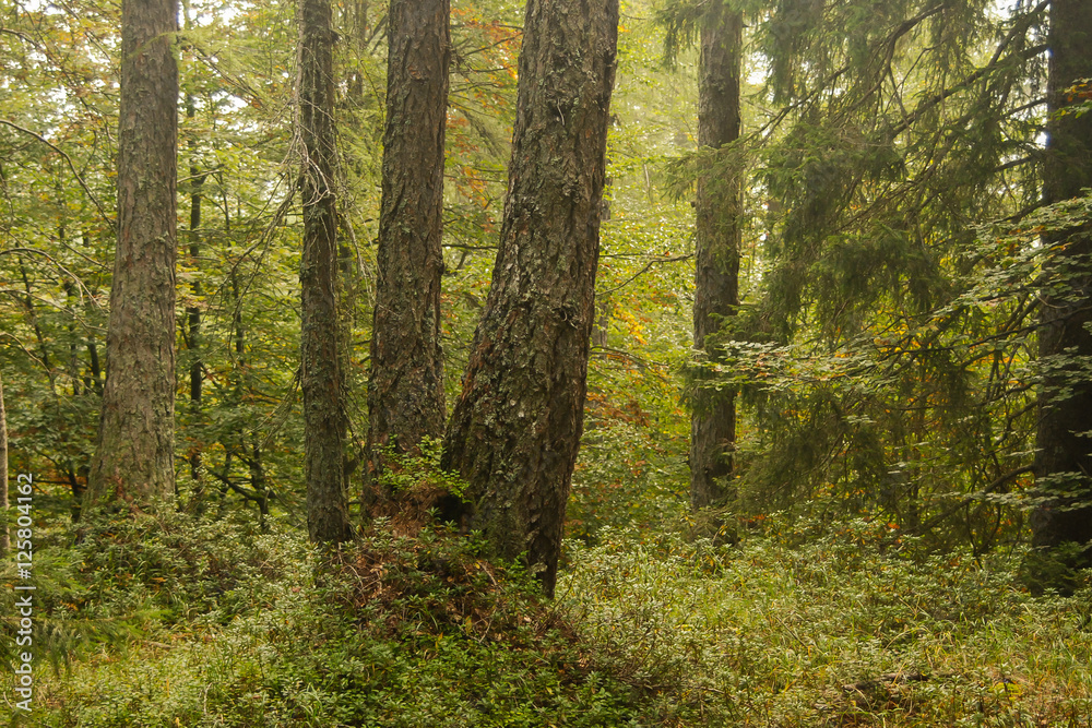 Fototapeta premium Bosco di larici e abeti con sottobosco