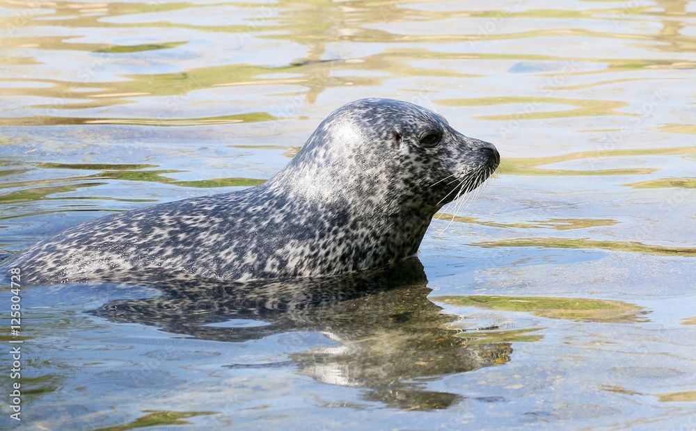 Atlantic or Harbour Seal (Phoca vitulina) resting on the shore. Atlantic or Harbour Seal (Phoca vitulina) resting on the shore.