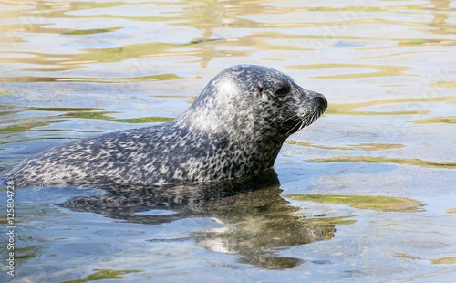 Atlantic or Harbour Seal (Phoca vitulina) resting on the shore. © gerwbosma