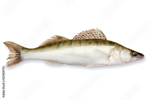 Fresh fish walleye