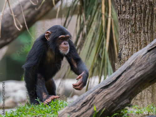 Chimpanzee boldly goes on a grass by a tree in the Singapore zoo