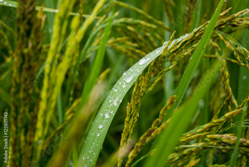 Fotografie Rice Field Paddy Chiangmai Thailand