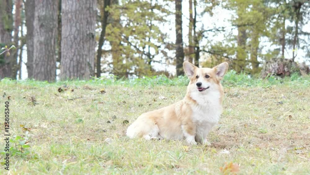 funny welsh corgi sitting on grass funny welsh corgi sitting on grass