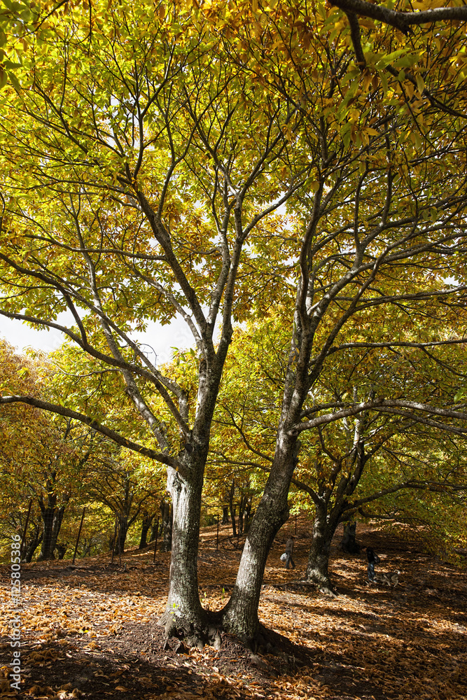 Fototapeta premium Otoño en el bosque de cobre en el valle del Genal, Málaga