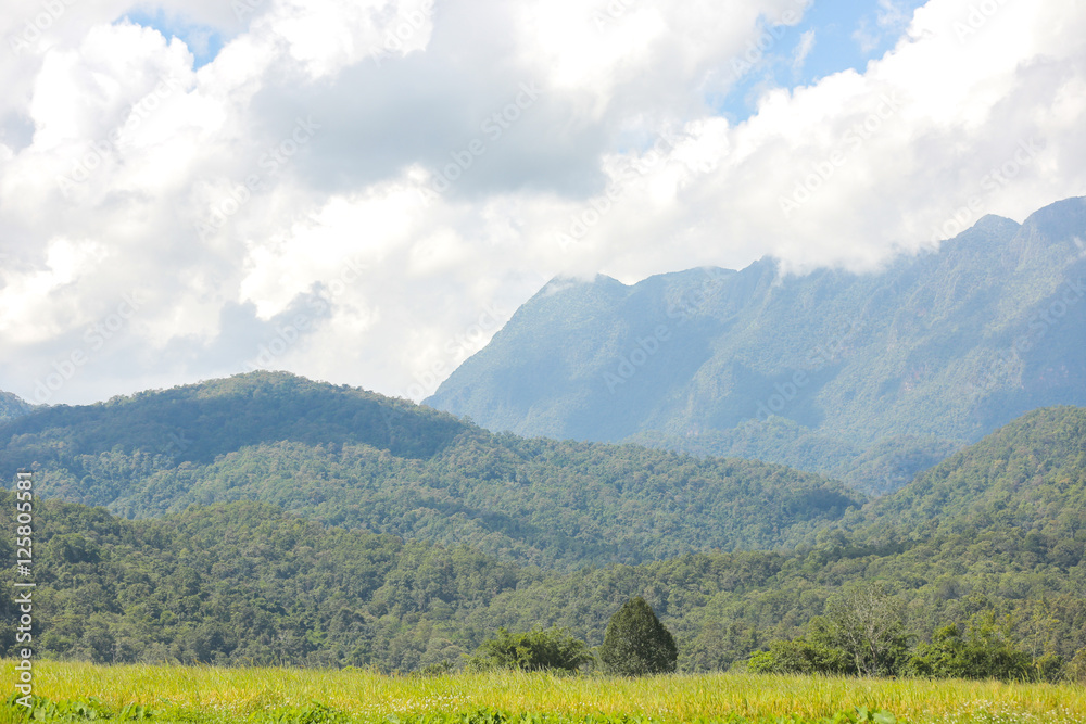Rice Field Paddy Mountain Cloud