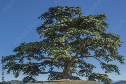 Cedar tree of Lebanon. A secular tree, symbol of la Morra photo