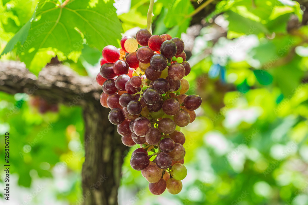 Red grapes in the garden