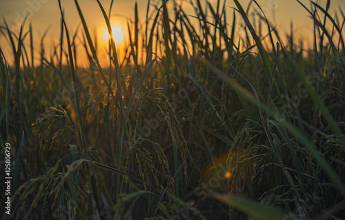 Rice fields with sunset.