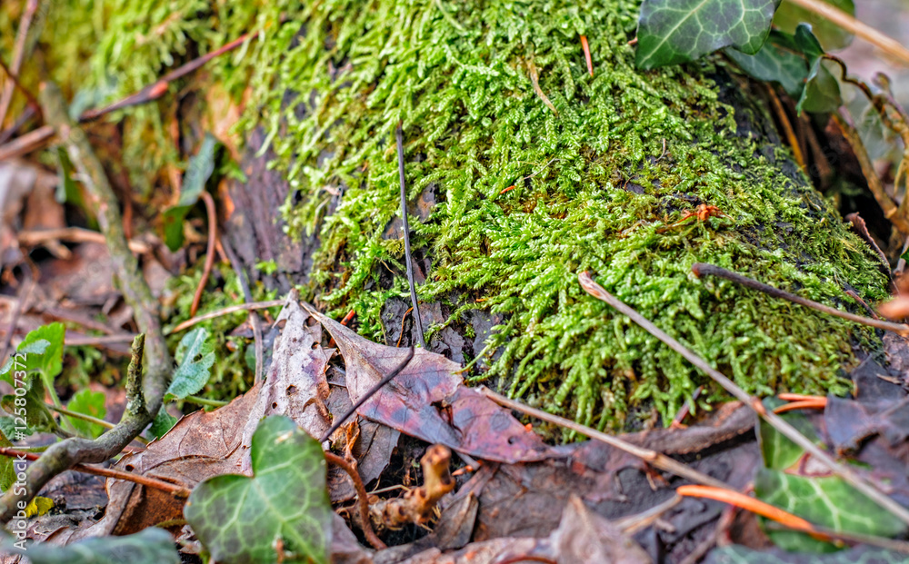 Fototapeta premium Moss and dried leaves in the forest