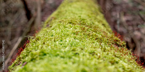 Moss Covered Tree Trunk photo