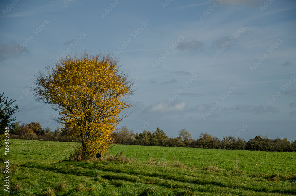 Herbsliche Impressionen am Sankelmarker See bei Flensburg.