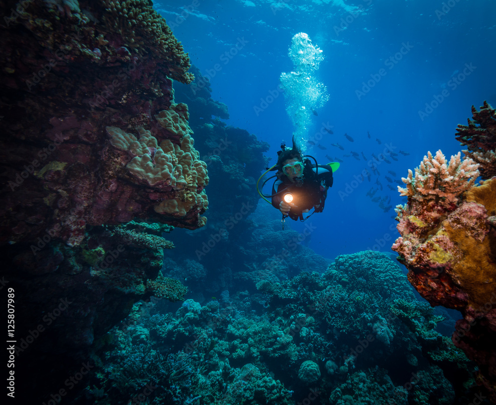 Fototapeta premium Diver explores the Malahi dive site, Fury Shoals, Red Sea, Egypt