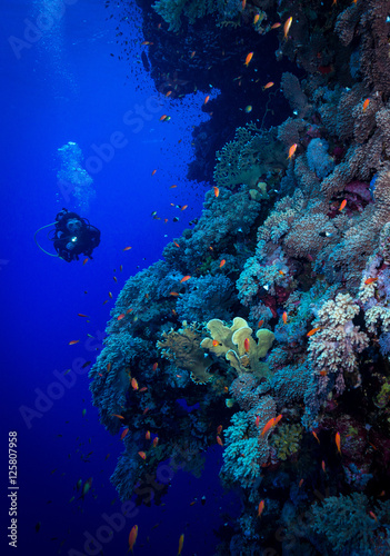 Diver explores the soft corals on Soraya Reef  Red Sea  Egypt