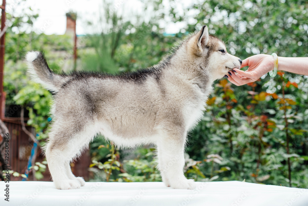 Obraz premium small cute alaskan malamute puppy