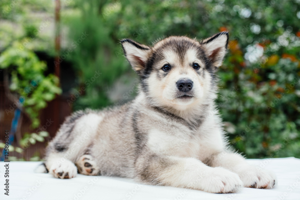 small cute alaskan malamute puppy small cute alaskan malamute puppy