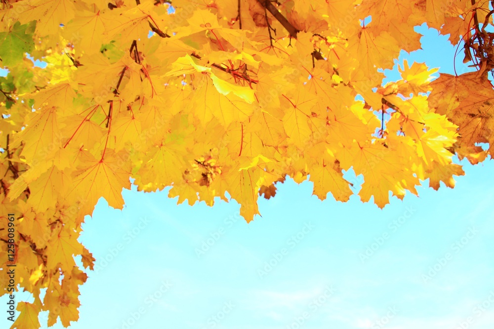 Golden colored maple leaves in autumn 