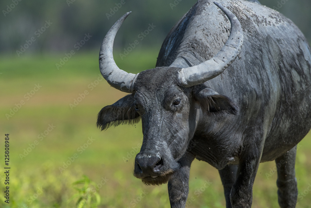 Buffalo walking over greenfield