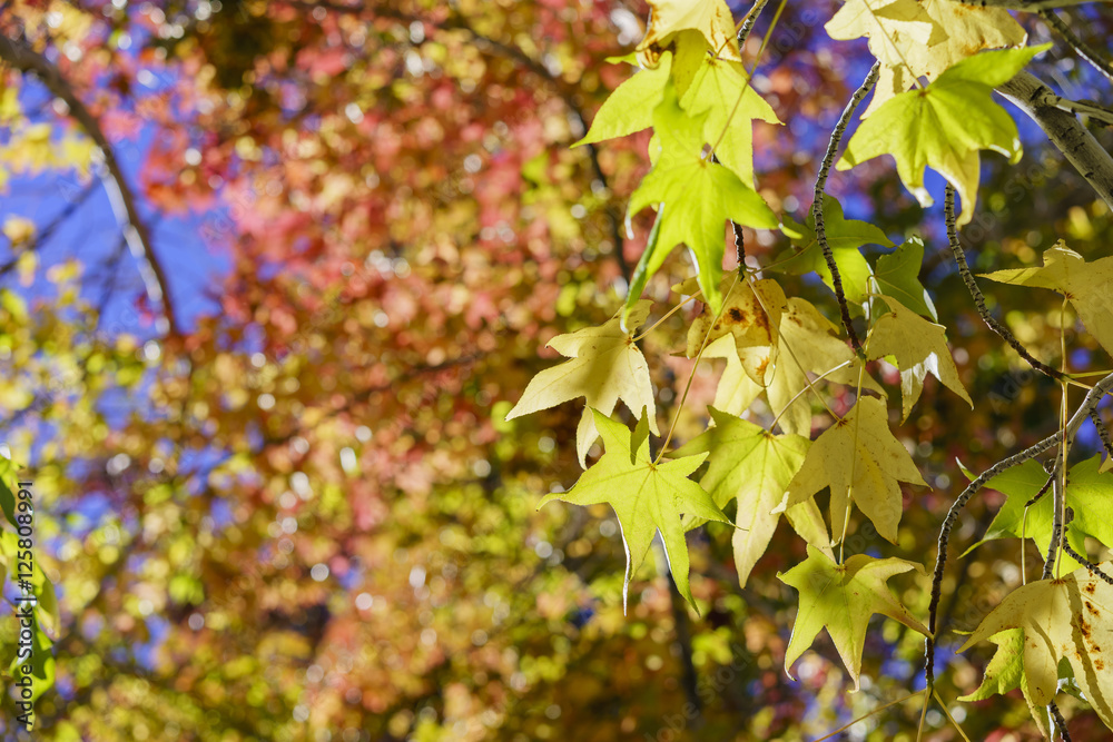 Fall color of Valyermo