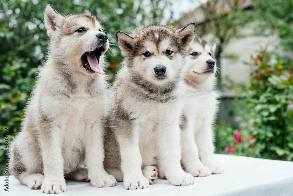 alaskan malamute puppies playing in garden alaskan malamute puppies playing in garden