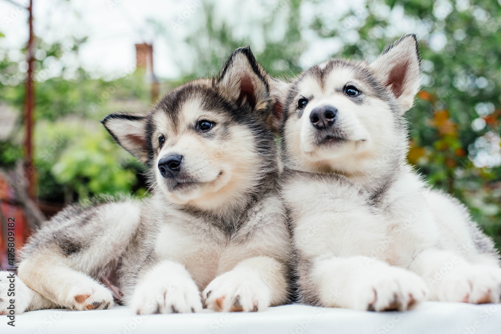 alaskan malamute puppies playing in garden alaskan malamute puppies playing in garden
