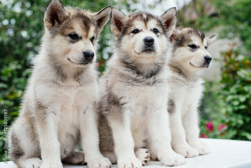 alaskan malamute puppies playing in garden