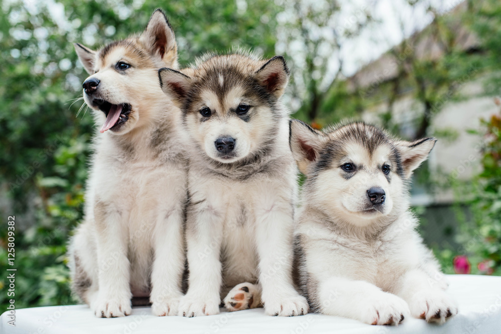 alaskan malamute puppies playing in garden alaskan malamute puppies playing in garden