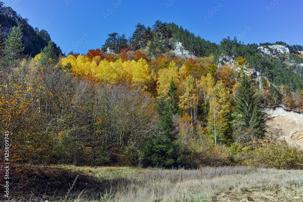 Amazing view of Yellow trees and Autumn view of Buynovsko gorge, Rhodope Mountains, Bulgaria