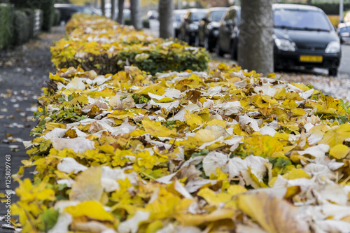 Yellow fallen leaves. Autumn street. Autumn.