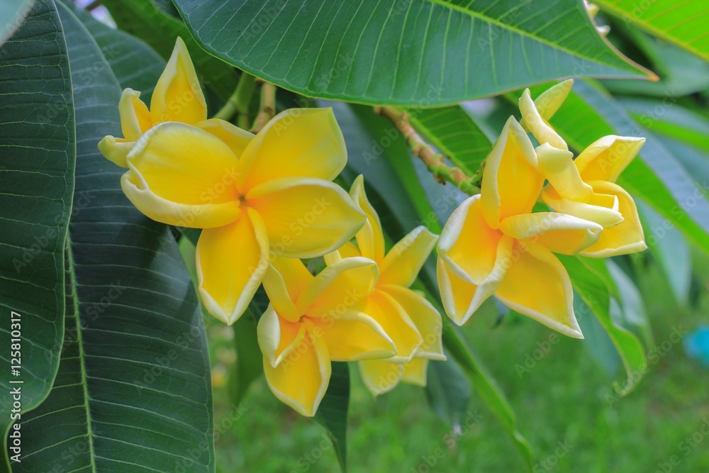 Plumeria flower, beautiful Desert Rose Plumeria flower, beautiful Desert Rose