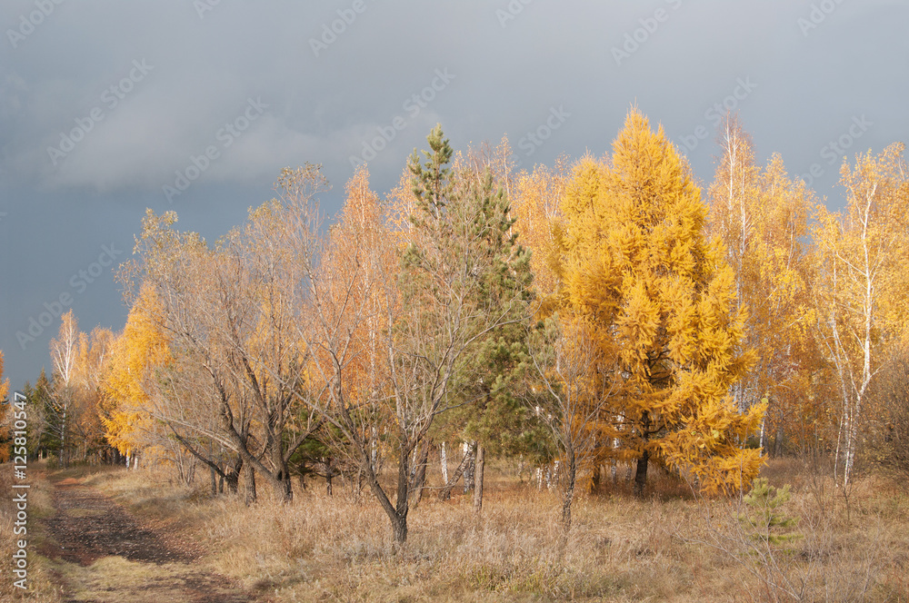 Fototapeta premium autumn landscape, colorful trees in park, Siberia, Russia 