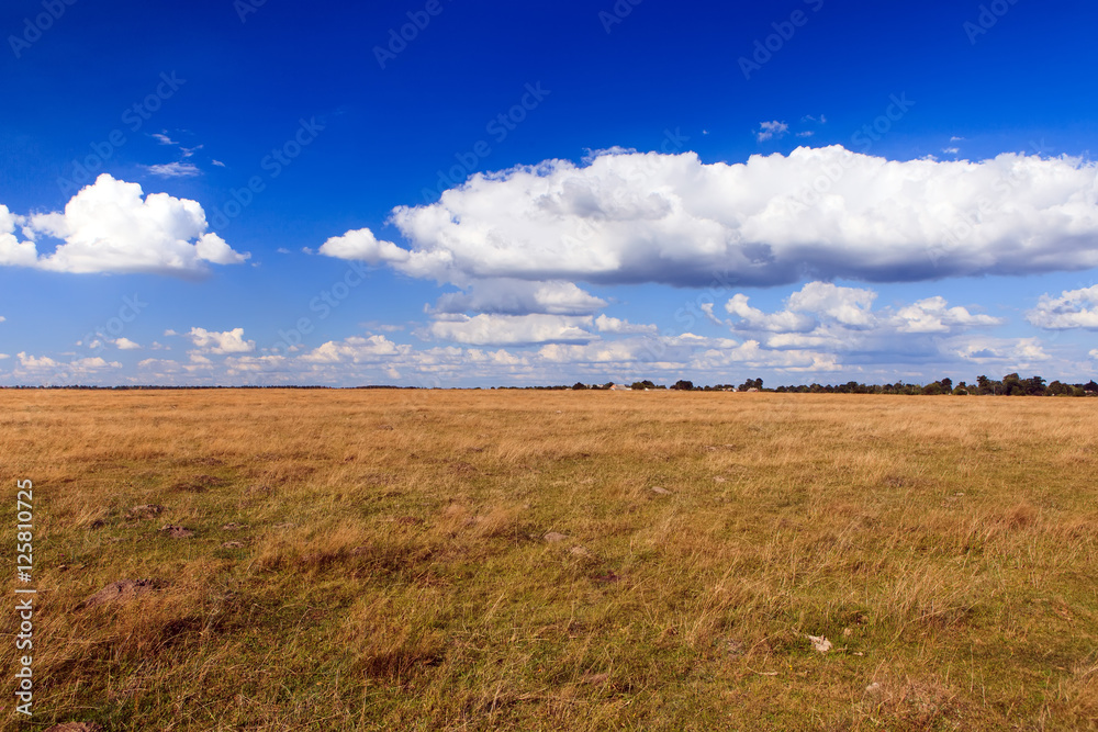 Beautiful yellow field and clouds sky