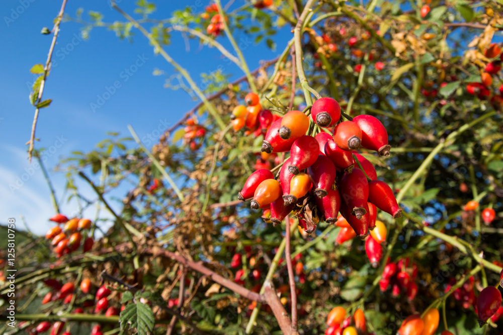 Obraz premium Rose hip (Rosa canina) plant