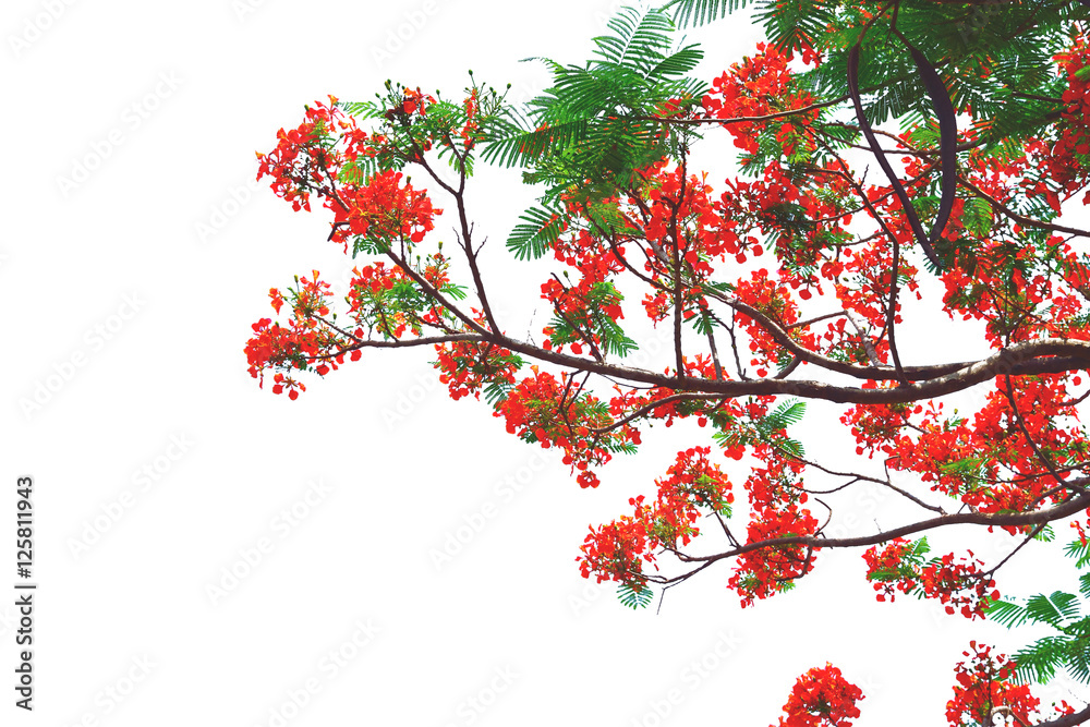 Beautiful peacock flowers with white background,Thailand Beautiful peacock flowers with white background,Thailand