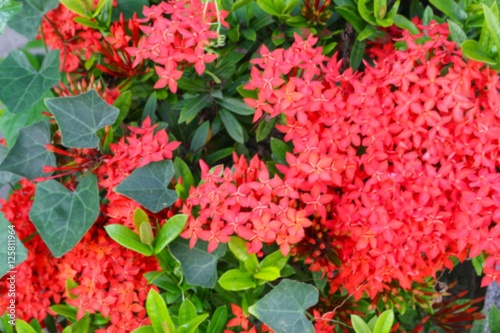 Fototapeta Naklejka Na Ścianę i Meble -  Blur blurred Red flower spike, Rubiaceae flower,