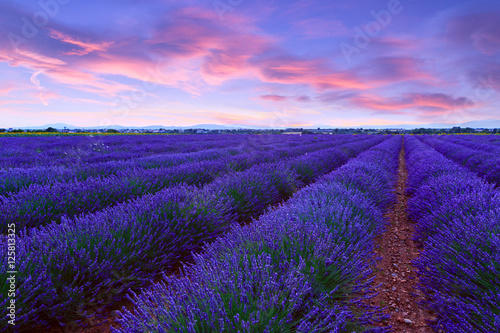 Lavender field summer sunset landscape