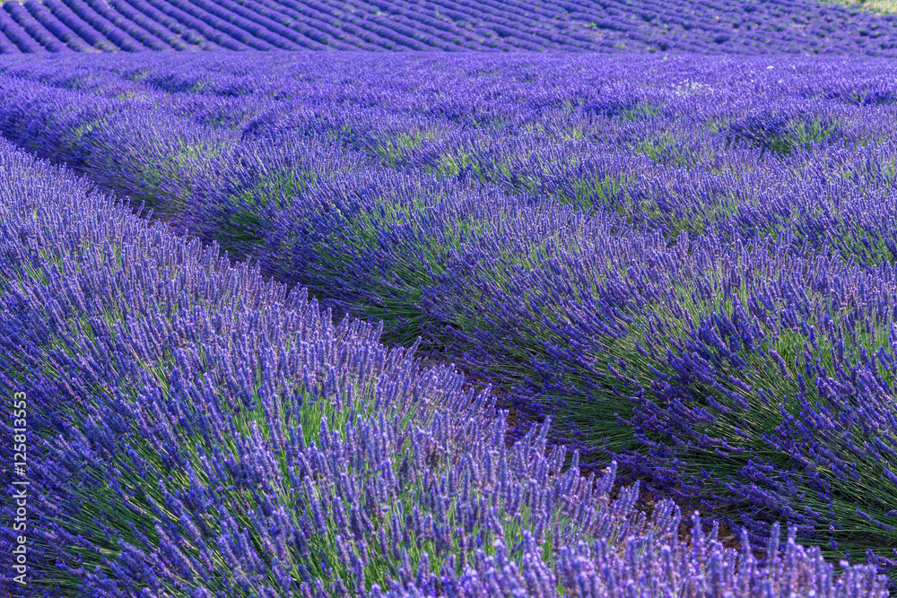 Obraz premium Sunset over a violet lavender field in Provence